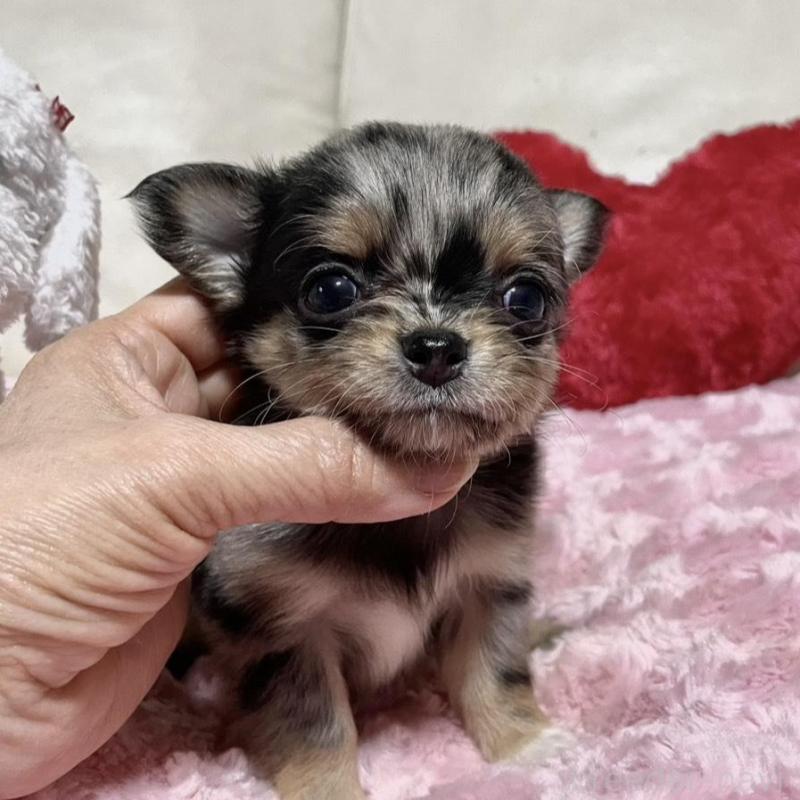 販売中の鹿児島県のチワワ(ロングコート)-433677の2枚目