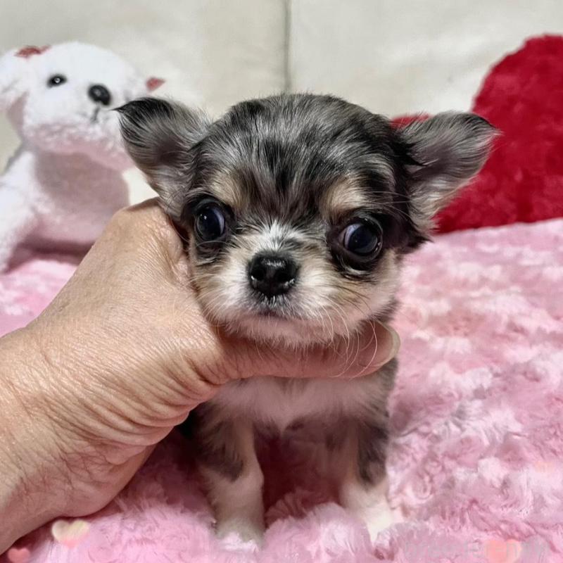 販売中の鹿児島県のチワワ(ロングコート)-433678の1枚目