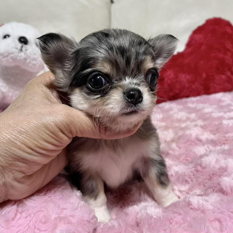 販売中の鹿児島県のチワワ(ロングコート)-433678の6枚目