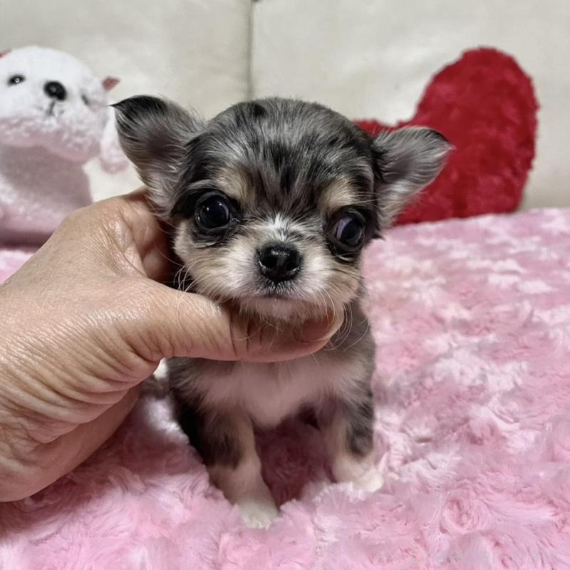 販売中の鹿児島県のチワワ(ロングコート)-433678の5枚目