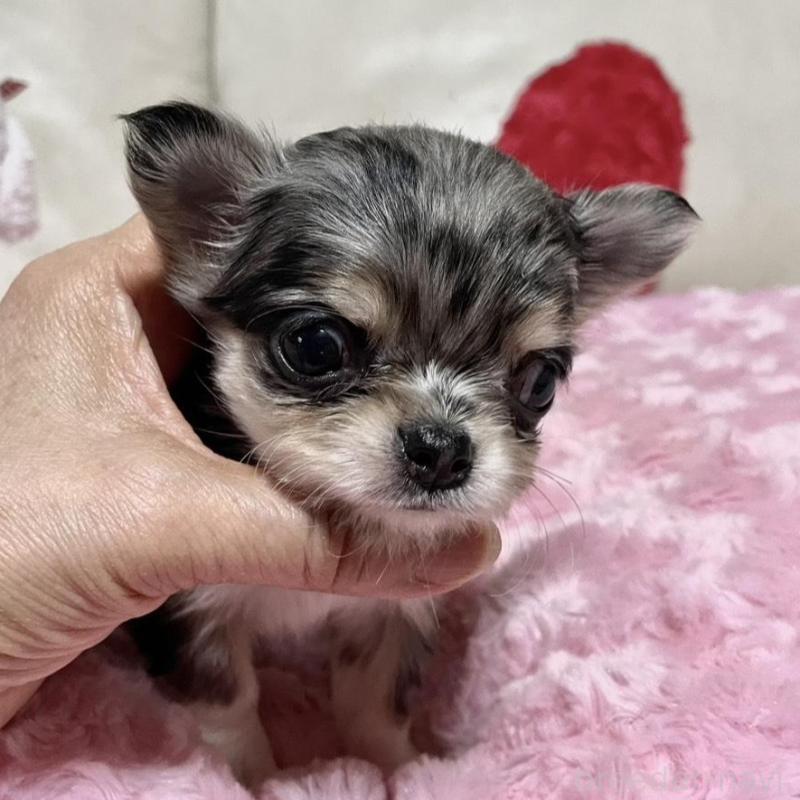 販売中の鹿児島県のチワワ(ロングコート)-433678の4枚目