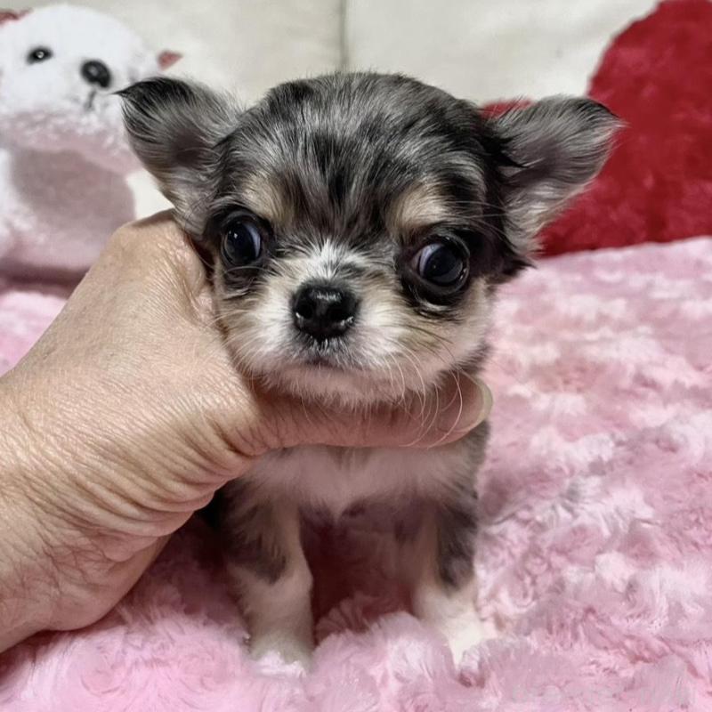 販売中の鹿児島県のチワワ(ロングコート)-433678の3枚目