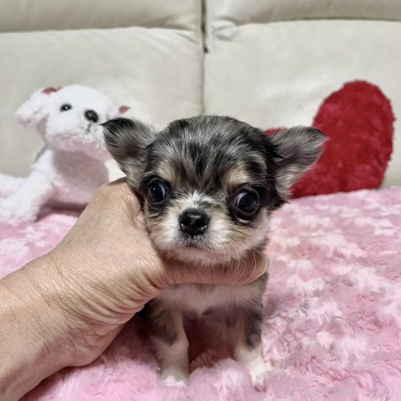 販売中の鹿児島県のチワワ(ロングコート)-433678の2枚目