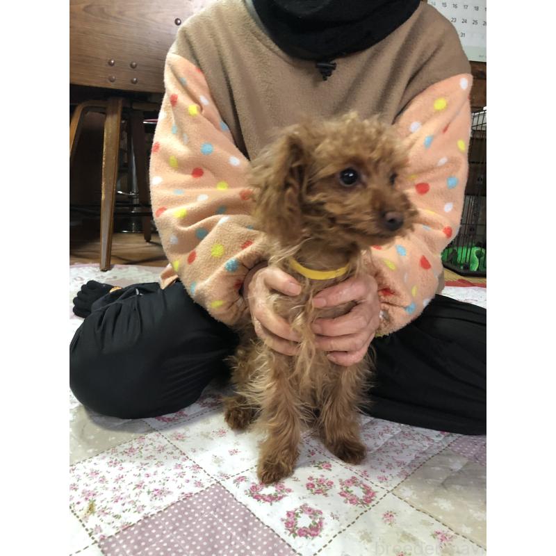 成約済の兵庫県のトイプードル-413442の8枚目