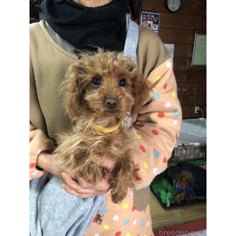 成約済の兵庫県のトイプードル-413442の6枚目