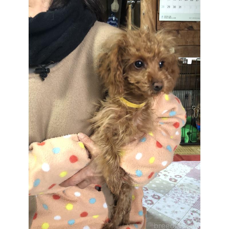 成約済の兵庫県のトイプードル-413442の5枚目