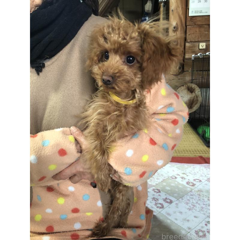 成約済の兵庫県のトイプードル-413442の4枚目