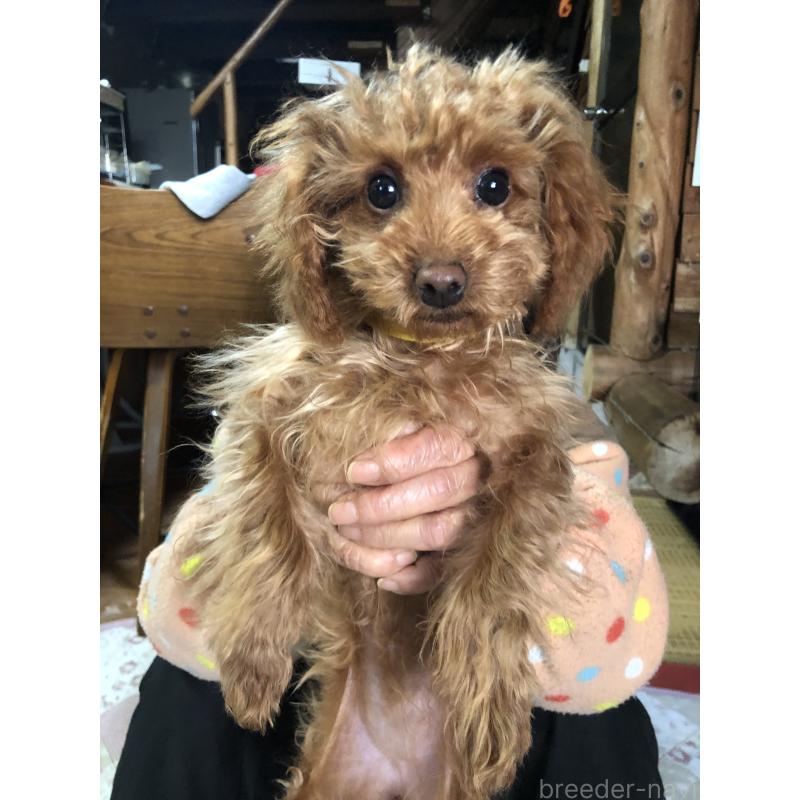 成約済の兵庫県のトイプードル-413442の3枚目