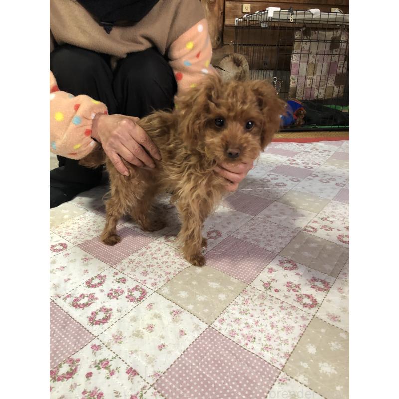 成約済の兵庫県のトイプードル-413442の2枚目