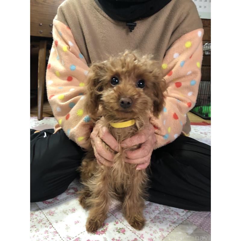 販売中の兵庫県のトイプードル-413442