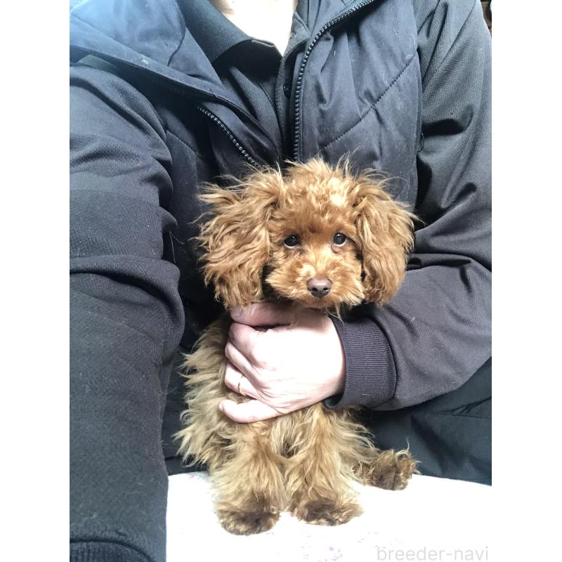 販売中の兵庫県のトイプードル-413436の9枚目