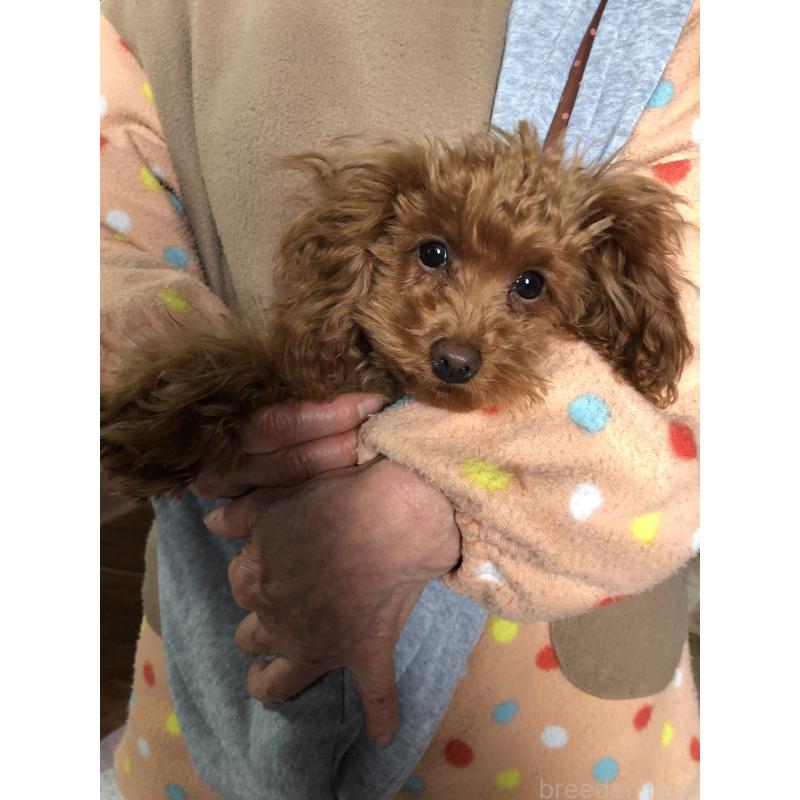 販売中の兵庫県のトイプードル-413436の8枚目