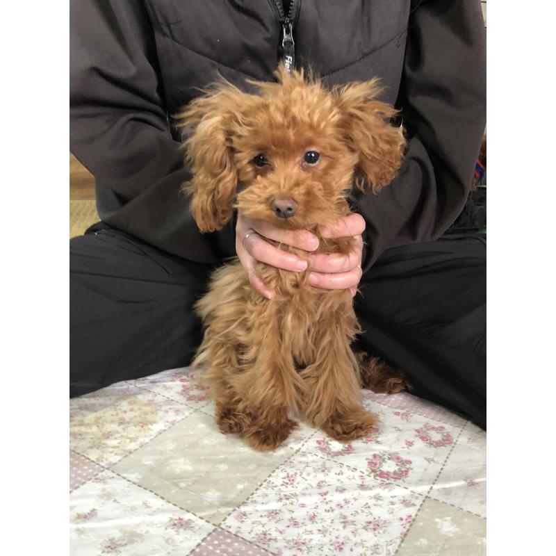 販売中の兵庫県のトイプードル-413436の7枚目