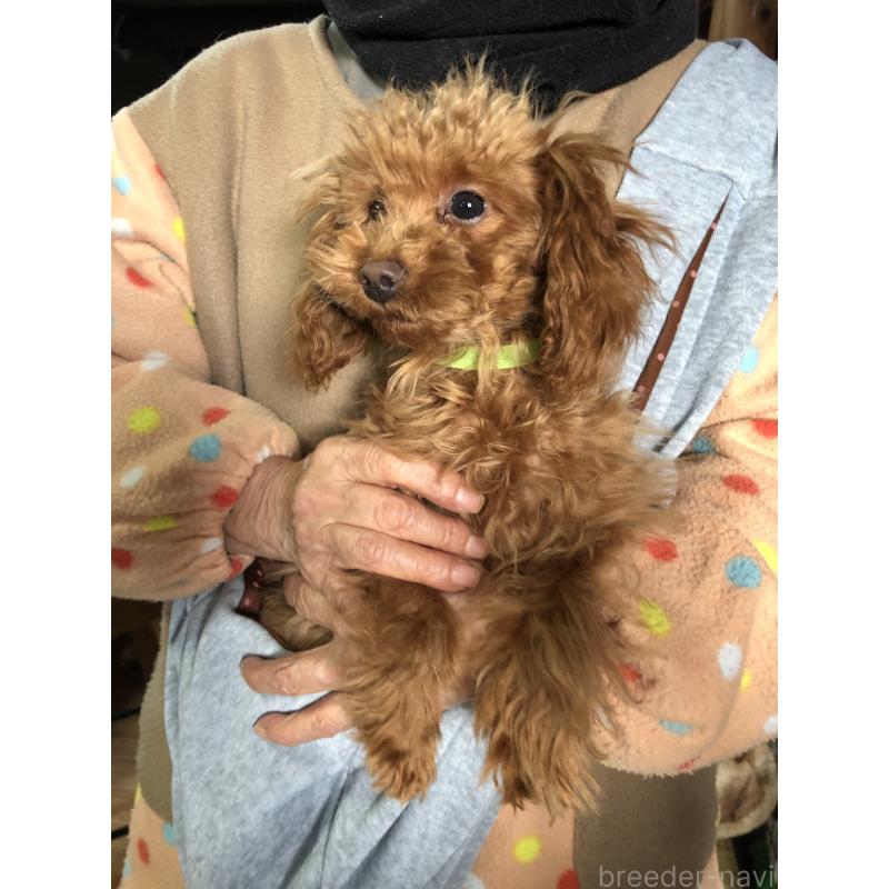 販売中の兵庫県のトイプードル-413436の6枚目