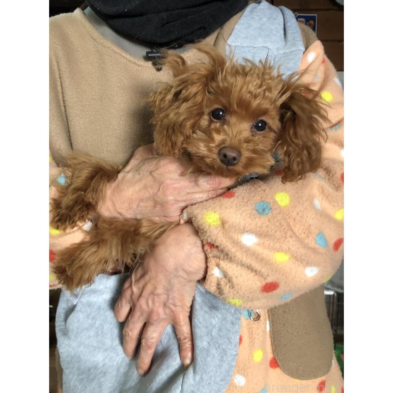 販売中の兵庫県のトイプードル-413436の5枚目