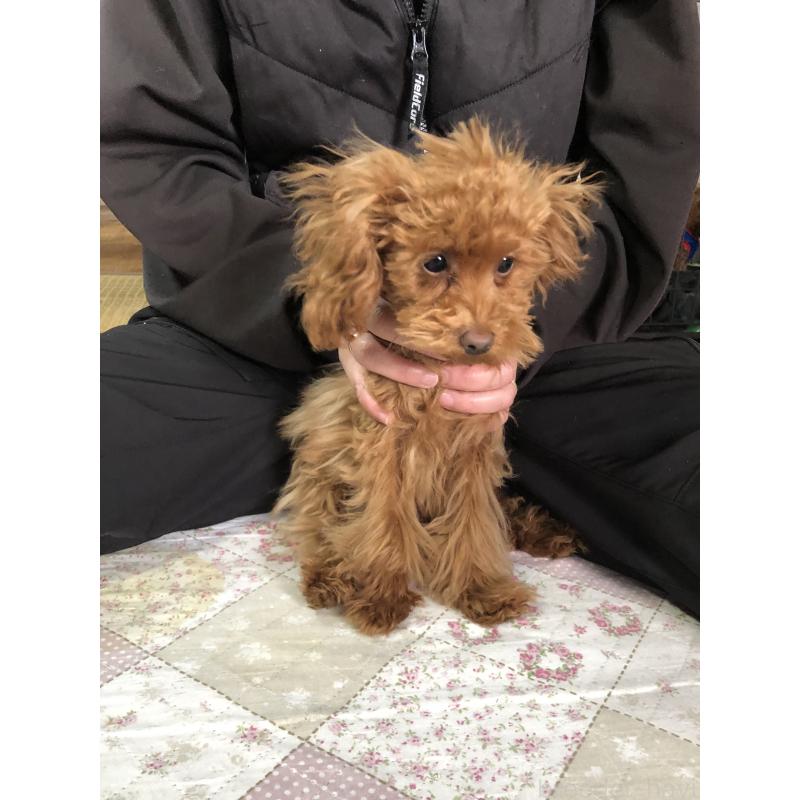 販売中の兵庫県のトイプードル-413436の4枚目