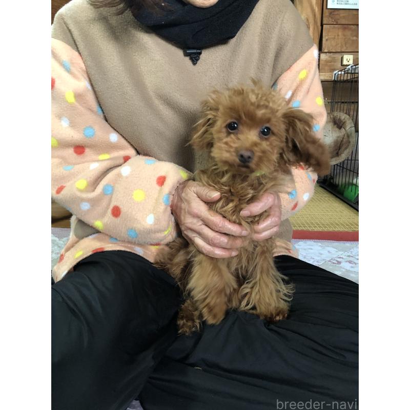 販売中の兵庫県のトイプードル-413436の3枚目