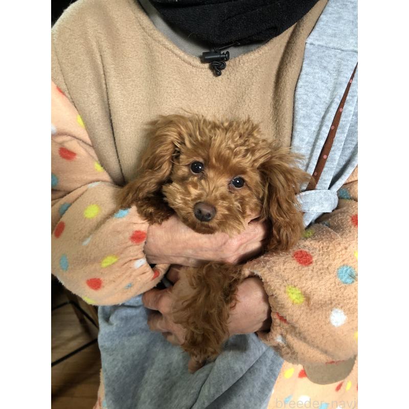 販売中の兵庫県のトイプードル-413436の2枚目