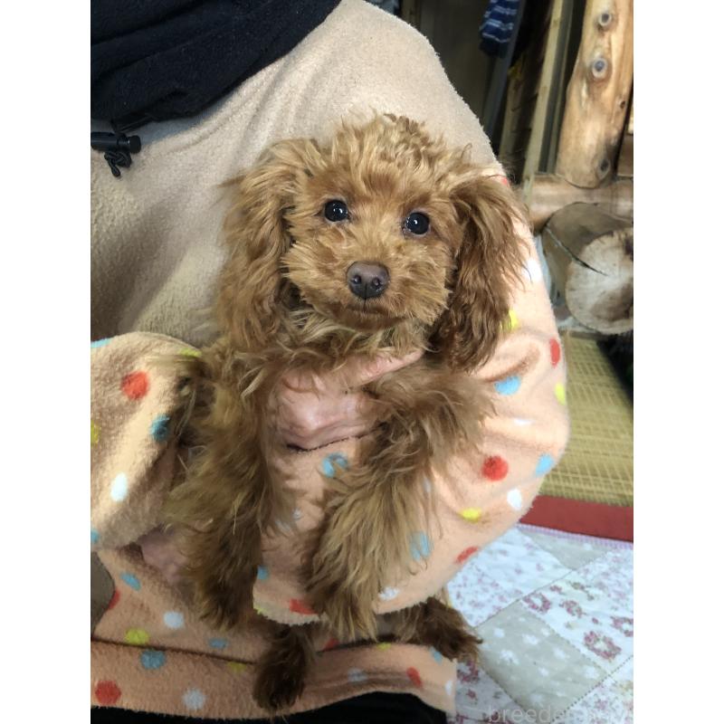 販売中の兵庫県のトイプードル-413436