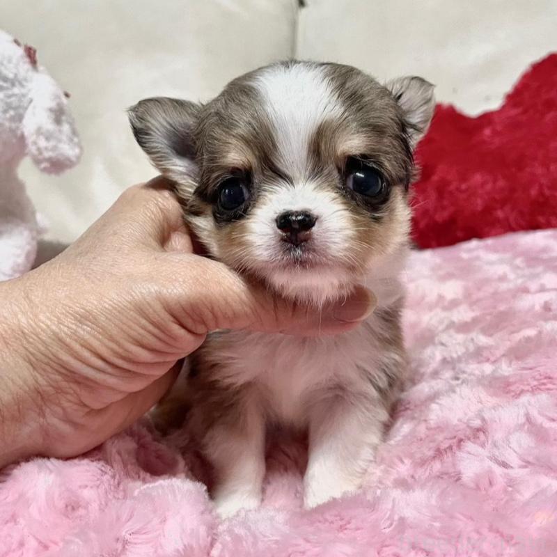 販売中の鹿児島県のチワワ(ロングコート)-433681