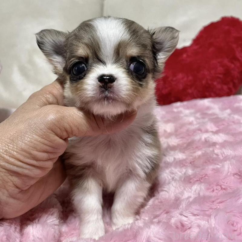 販売中の鹿児島県のチワワ(ロングコート)-433681の6枚目