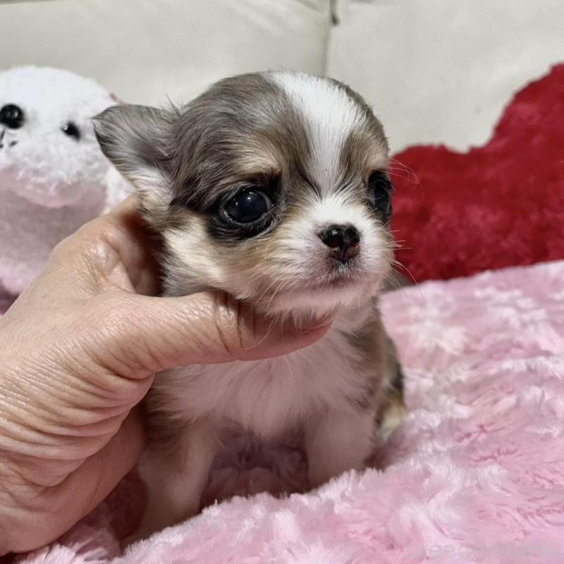 販売中の鹿児島県のチワワ(ロングコート)-433681の5枚目