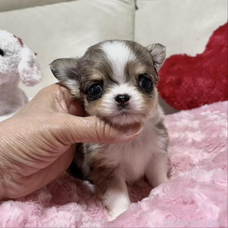 販売中の鹿児島県のチワワ(ロングコート)-433681の4枚目