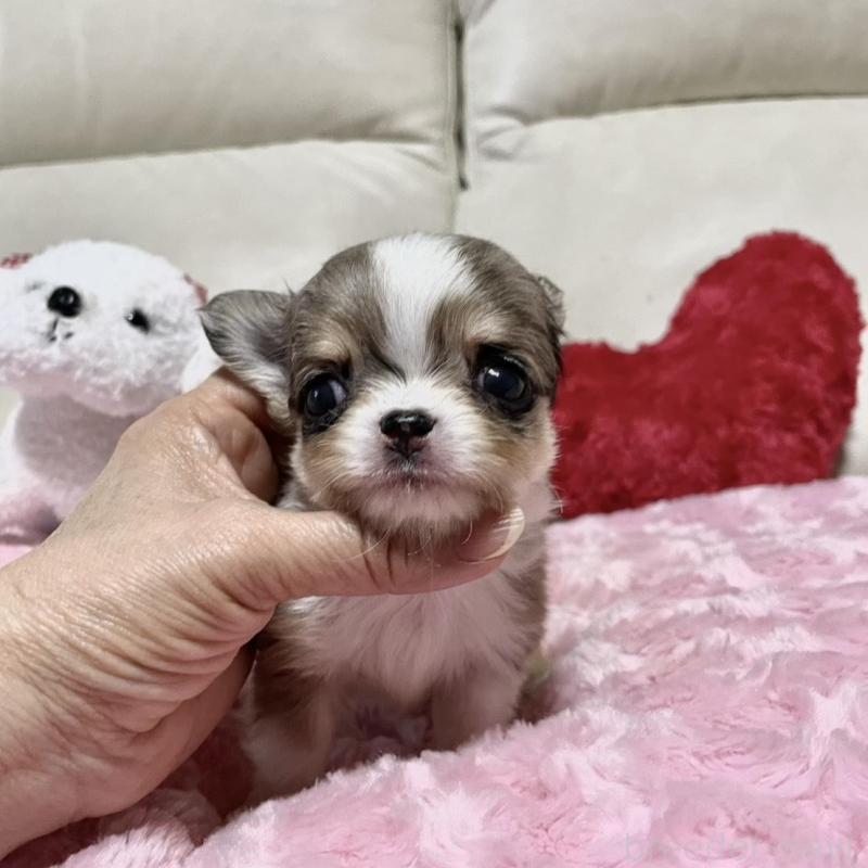 販売中の鹿児島県のチワワ(ロングコート)-433681の3枚目