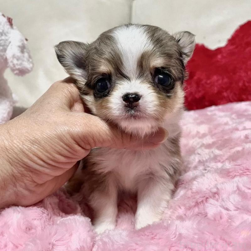 販売中の鹿児島県のチワワ(ロングコート)-433681の2枚目