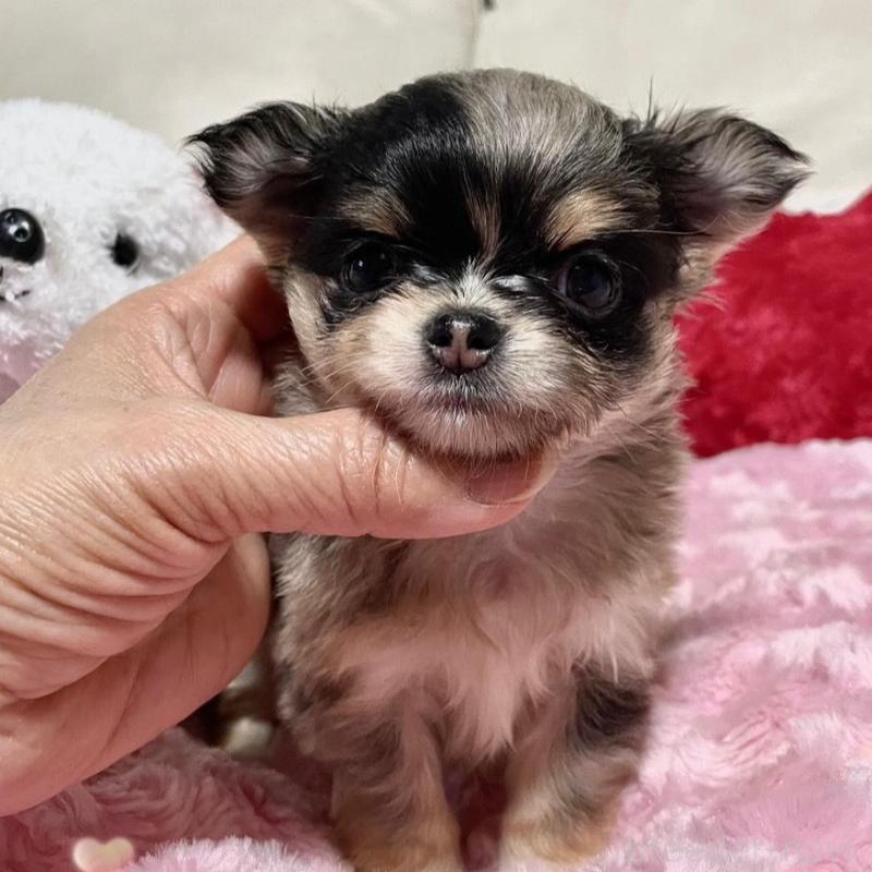 販売中の鹿児島県のチワワ(ロングコート)-433682