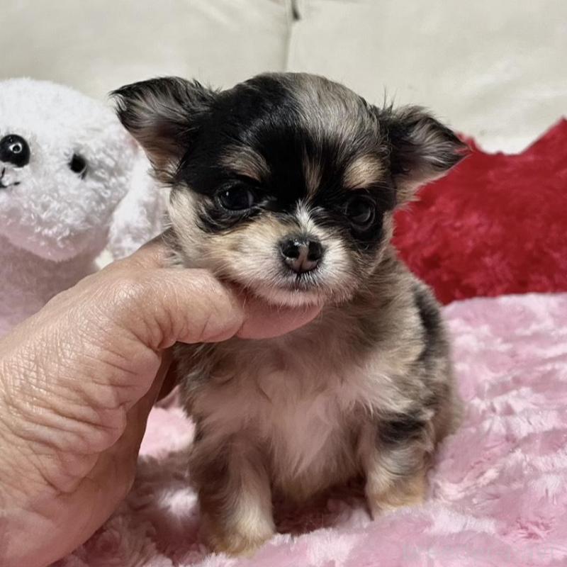 販売中の鹿児島県のチワワ(ロングコート)-433682の6枚目