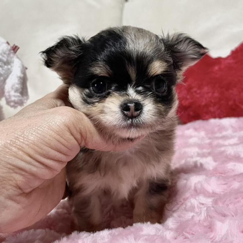 販売中の鹿児島県のチワワ(ロングコート)-433682の5枚目