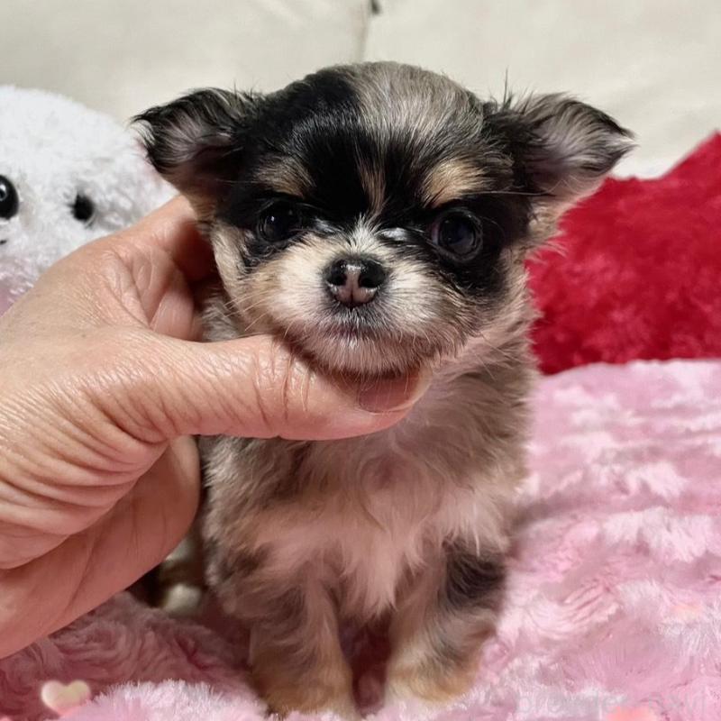 販売中の鹿児島県のチワワ(ロングコート)-433682の4枚目