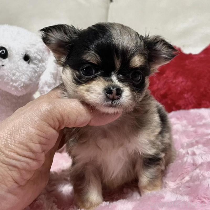 販売中の鹿児島県のチワワ(ロングコート)-433682の3枚目