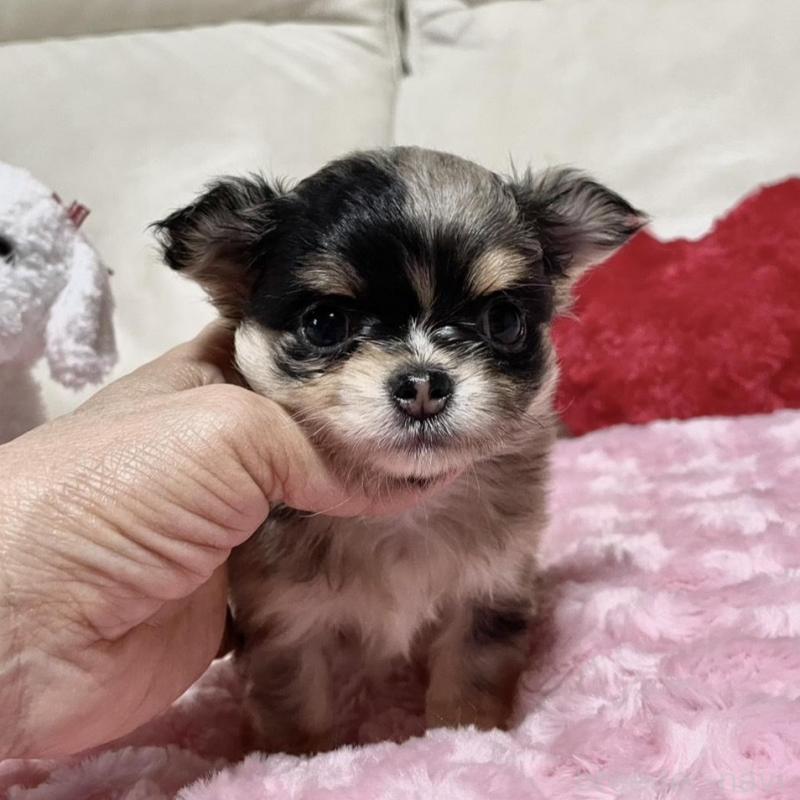 販売中の鹿児島県のチワワ(ロングコート)-433682の2枚目