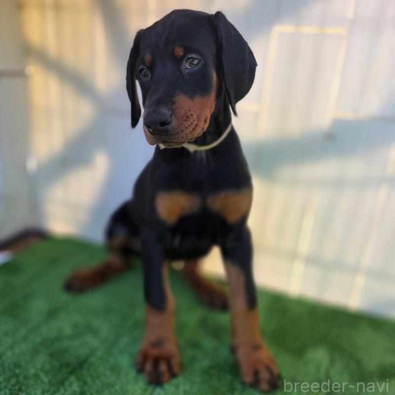 商談中の茨城県のドーベルマン-426185の8枚目