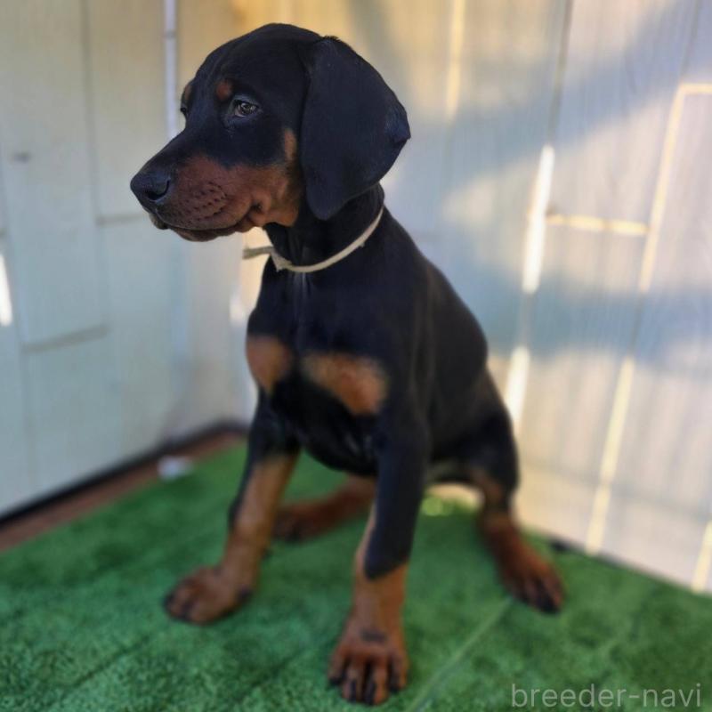 商談中の茨城県のドーベルマン-426185の7枚目