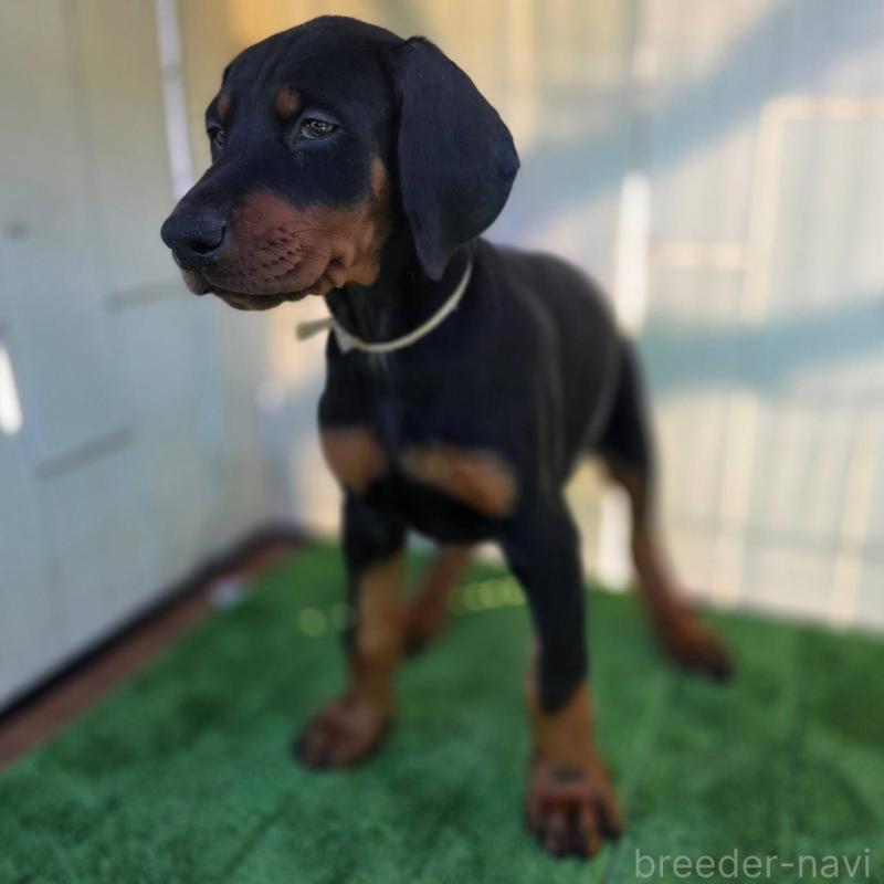 商談中の茨城県のドーベルマン-426185の6枚目