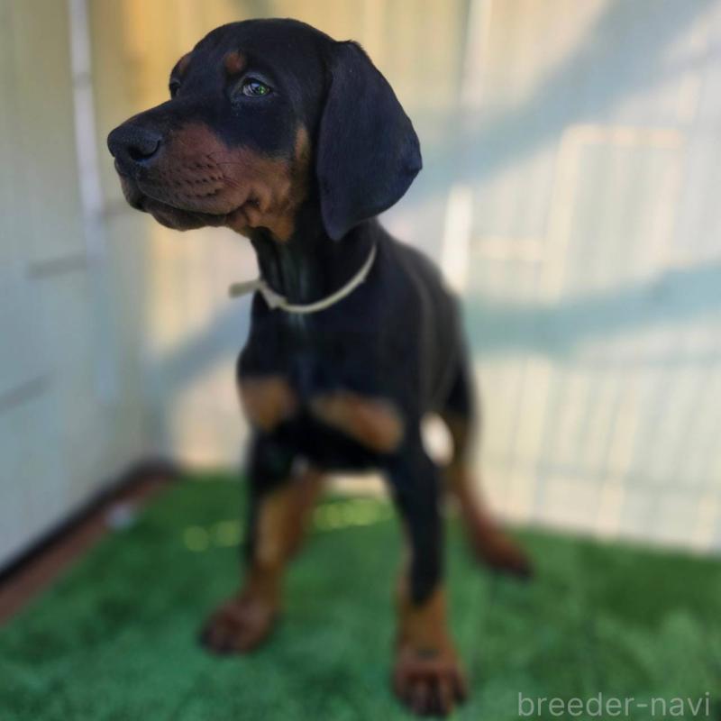 商談中の茨城県のドーベルマン-426185の5枚目