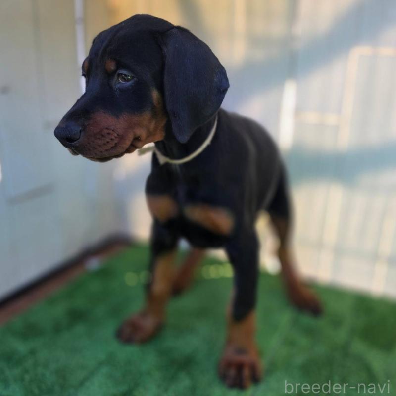 商談中の茨城県のドーベルマン-426185の4枚目