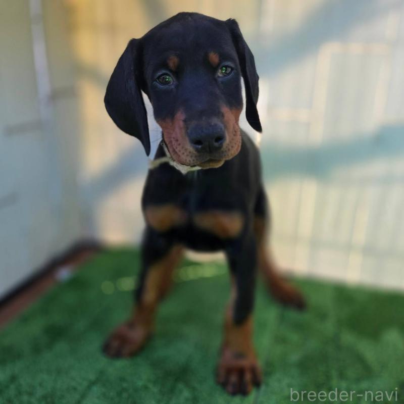 販売中の茨城県のドーベルマン-426185
