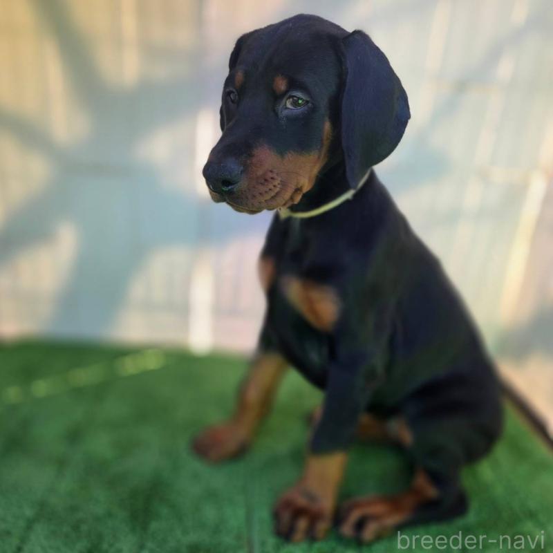 商談中の茨城県のドーベルマン-426185の2枚目