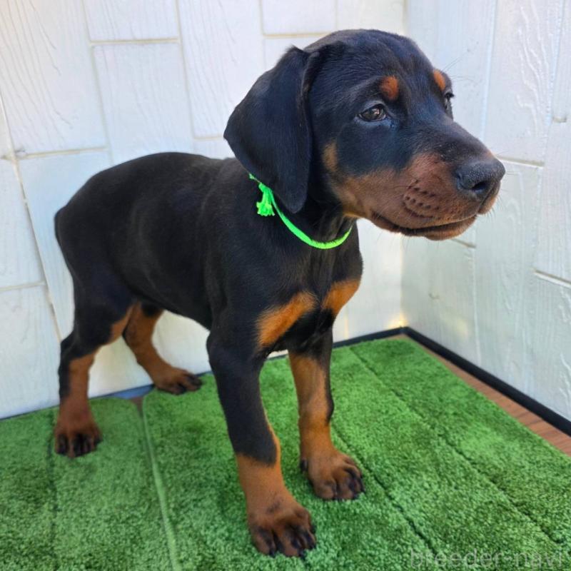 販売中の茨城県のドーベルマン-428842の10枚目