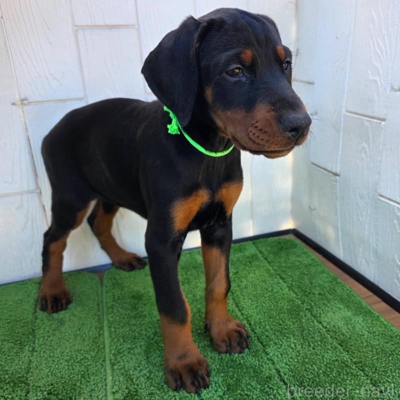 販売中の茨城県のドーベルマン-428842の9枚目
