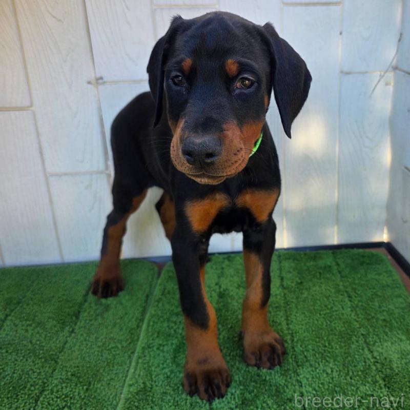 販売中の茨城県のドーベルマン-428842の8枚目