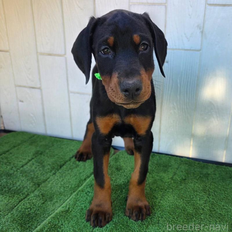 販売中の茨城県のドーベルマン-428842の7枚目