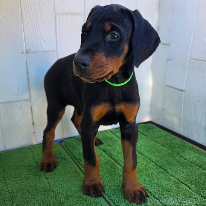 販売中の茨城県のドーベルマン-428842の6枚目