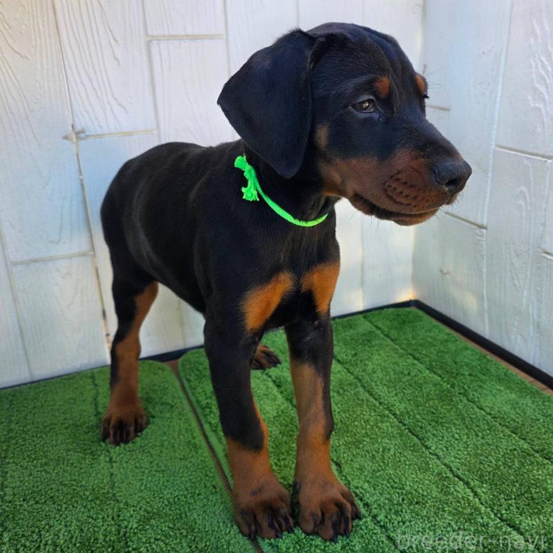 販売中の茨城県のドーベルマン-428842の5枚目