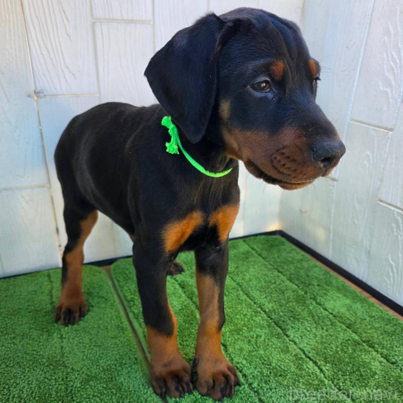 販売中の茨城県のドーベルマン-428842の4枚目