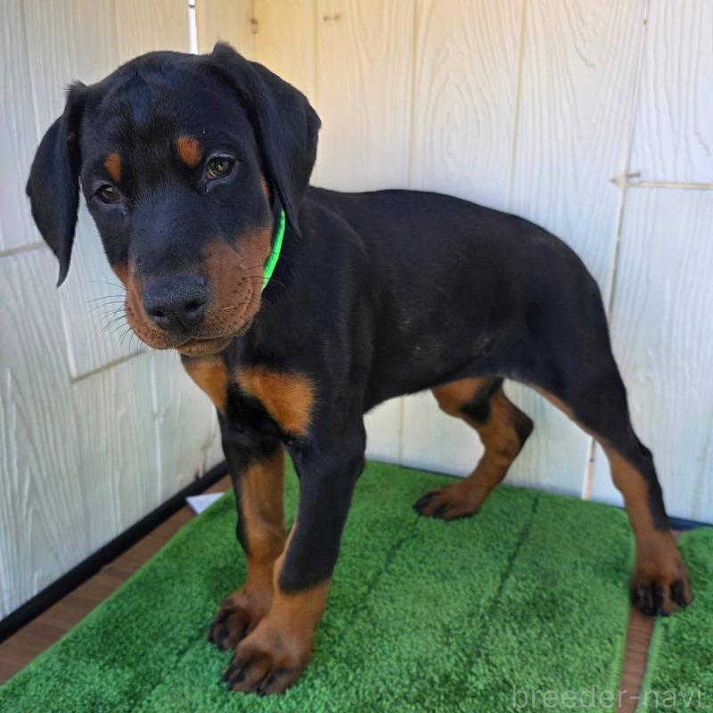 販売中の茨城県のドーベルマン-428842の3枚目